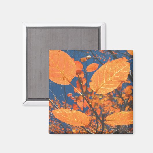 Herbstlaub Magnet (Vorderseite/Rückseite)
