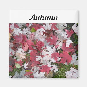 Herbstlaub Magnet