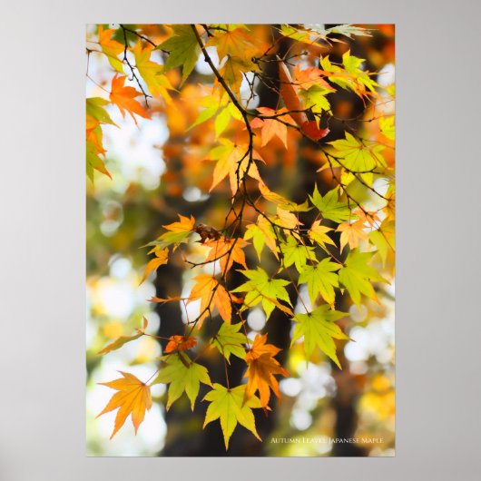Herbstlaub Poster (Vorne)
