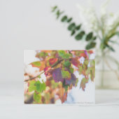 Herbstlaub Postkarte (Stehend Vorderseite)