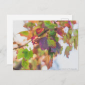Herbstlaub Postkarte (Vorne/Hinten)