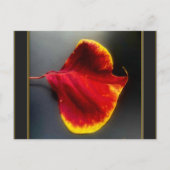 Herbstlaub Postkarte (Vorderseite)