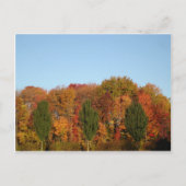 Herbstlaub Postkarte (Vorderseite)