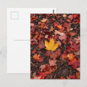 Herbstlaub  postkarte (Vorne/Hinten)