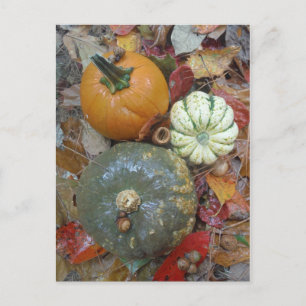 Herbstlaub Pumpkins und Gourds Postkarte