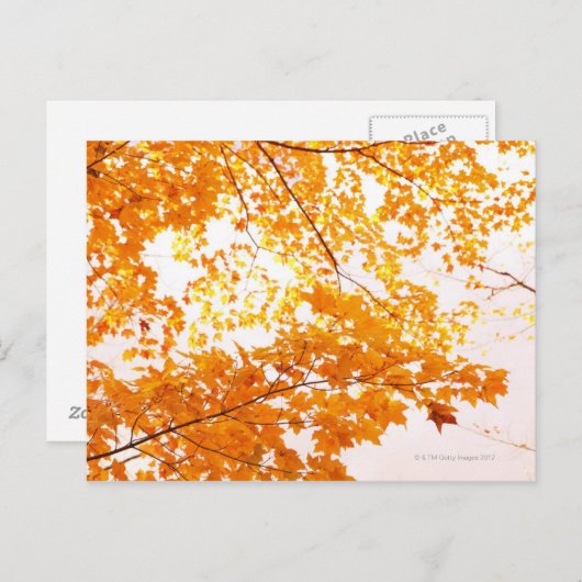 Herbstlaub Reflektion Postkarte (Vorne/Hinten)