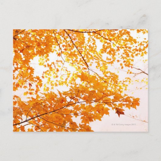 Herbstlaub Reflektion Postkarte (Vorderseite)