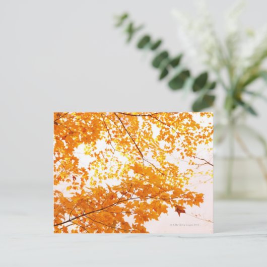 Herbstlaub Reflektion Postkarte (Stehend Vorderseite)