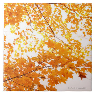 Herbstlaub-Reflexion Fliese