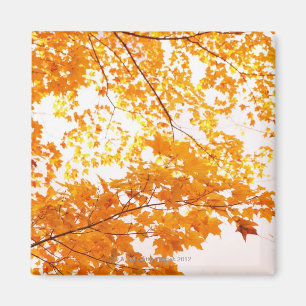 Herbstlaub-Reflexion Magnet