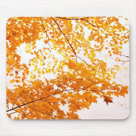 Herbstlaub-Reflexion Mousepad (Vorne)