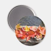 Herbstlaub sind Kunstmagnete mit farbenfrohen Herb Magnet (Vorderseite/Rückseite)