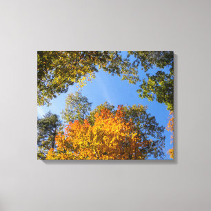 Herbstlaub suchen nach leinwanddruck