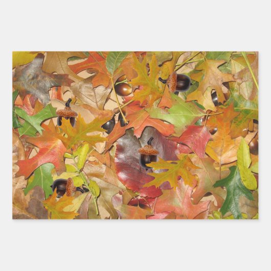 Herbstlaub und Akkorne Geschenkpapier Set (Vorderseite)
