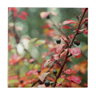 Herbstlaub und Beeren in aquamarinem und in Rotem Fliese