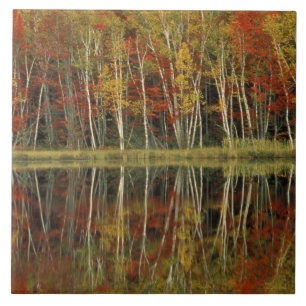 Herbstlaub und Birkenreflexionen; Hiawatha Fliese