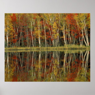 Herbstlaub und Birkenreflexionen; Hiawatha Poster