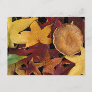 Herbstlaub und Giftpilz Postkarte