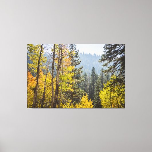 Herbstlaube am Lake Tahoe Stretched Canvas Print Leinwanddruck (Vorderseite)