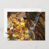 Herbstlaube im Wasserfall III Herbst Natur Postkarte (Vorne/Hinten)