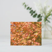 Herbstlaube in einer Baumlandschaft Postkarte (Stehend Vorderseite)