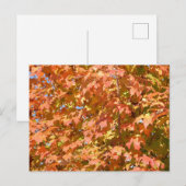 Herbstlaube in einer Baumlandschaft Postkarte (Vorne/Hinten)