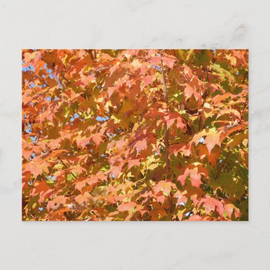 Herbstlaube in einer Baumlandschaft Postkarte (Vorderseite)