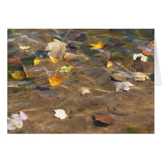 Herbstlaube in Pond Water Nature Fotografie (Vorderseite (Horizontal))