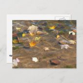 Herbstlaube in Pond Water Nature Fotografie Postkarte (Vorne/Hinten)