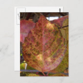 Herbstlaube Postkarte (Vorne/Hinten)