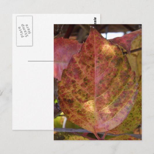 Herbstlaube Postkarte (Vorne/Hinten)