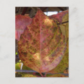 Herbstlaube Postkarte (Vorderseite)