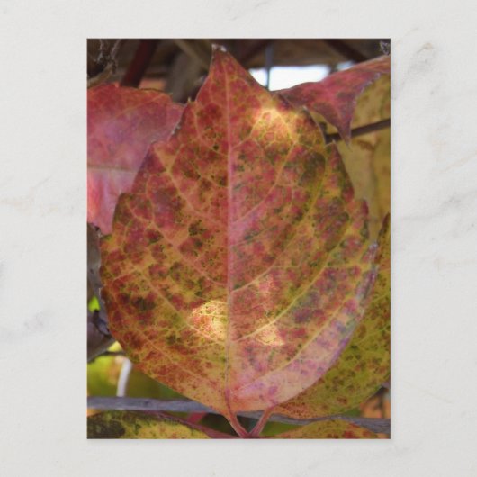 Herbstlaube Postkarte (Vorderseite)