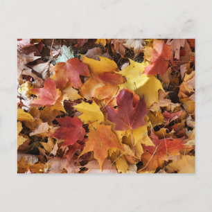 Herbstlaube Postkarte