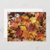 Herbstlaube Postkarte (Vorne/Hinten)