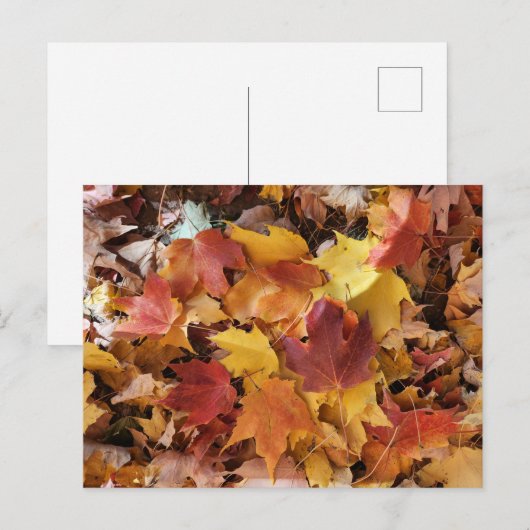 Herbstlaube Postkarte (Vorne/Hinten)