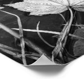 Herbstlaube schwimmen in Schwarz-Weiß-Archiven Poster (Ecke)