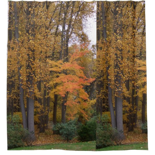 Herbstlaube Tulip Poplar Trees Duschvorhang (Vorderseite)
