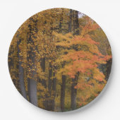 Herbstlaube Tulip Poplar Trees Pappteller (Vorderseite)