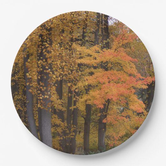 Herbstlaube Tulip Poplar Trees Pappteller (Vorderseite)