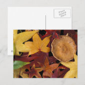 Herbstlaube und Rollstuhl Postkarte (Vorne/Hinten)