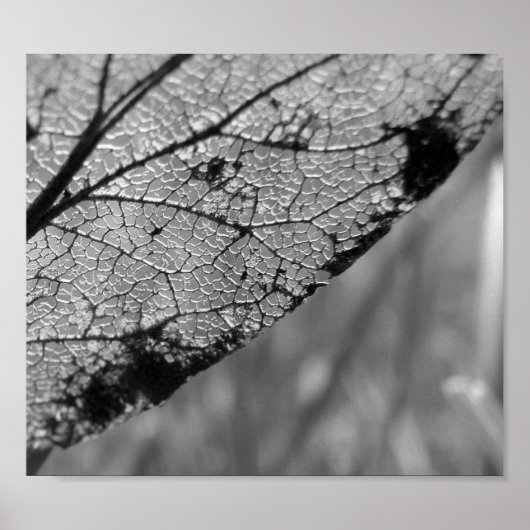 Herbstleaf 2 - B&W Poster (Vorne)