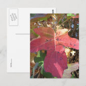 Herbstleaf Postkarte (Vorne/Hinten)