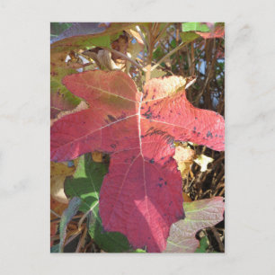 Herbstleaf Postkarte