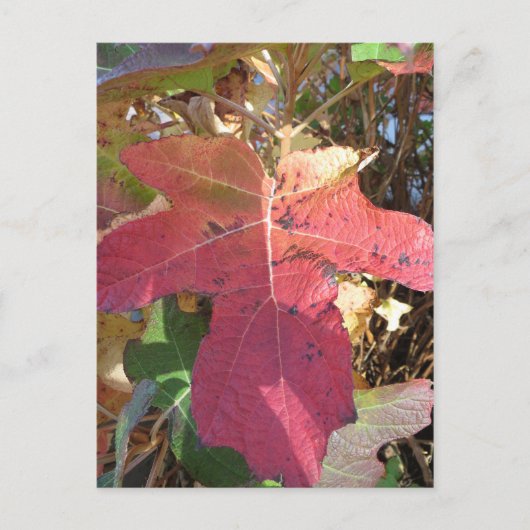Herbstleaf Postkarte (Vorderseite)