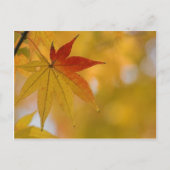 Herbstleaf Postkarte (Vorderseite)