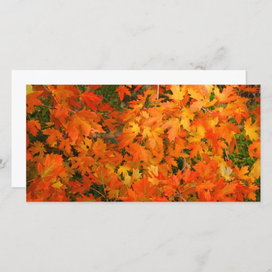 Herbstleaves (Vorne/Hinten)