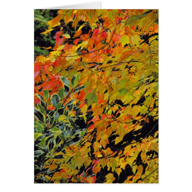 Herbstleaves (Vorne)