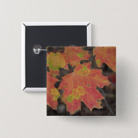 Herbstleaves Button (Vorne & Hinten)