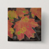 Herbstleaves Button (Vorderseite)
